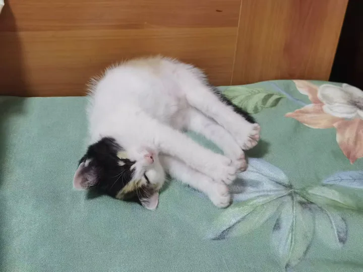 一只带有黑色和橘色花纹的小猫侧躺在绿色床单上